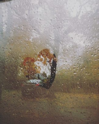 12347661_10153796339239182_2906654259874857834_n