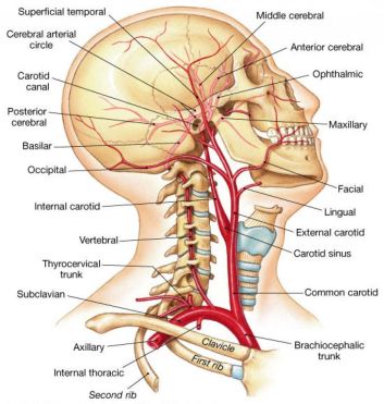 head-and-neck-arteries-5433885927a17