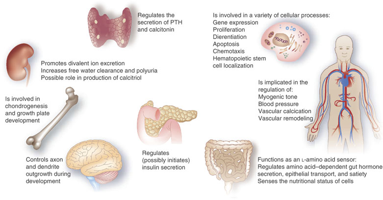 Figure-1-The-calcium-sensing-receptor-calcium-homeostasis-and-beyond-The